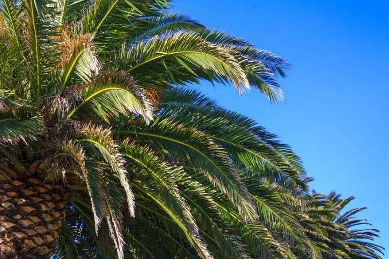Palm Tree Removal