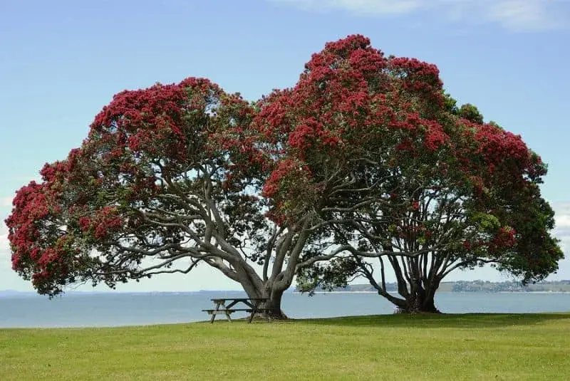 Flowering pōhutukawa trees beside the water on Auckland’s coast