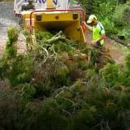 Tree cuttings being processed into mulch