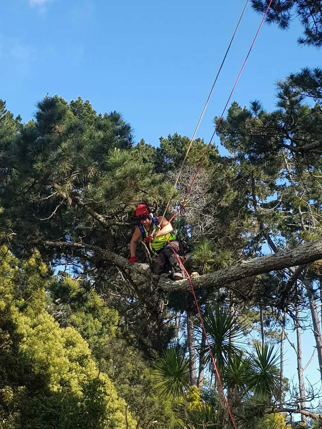 Arborist in safety gear pruning an Auckland tree