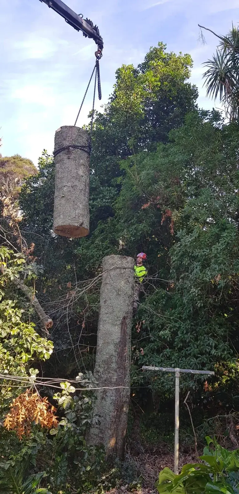Heaven Contracting arborists carefully removing a tree