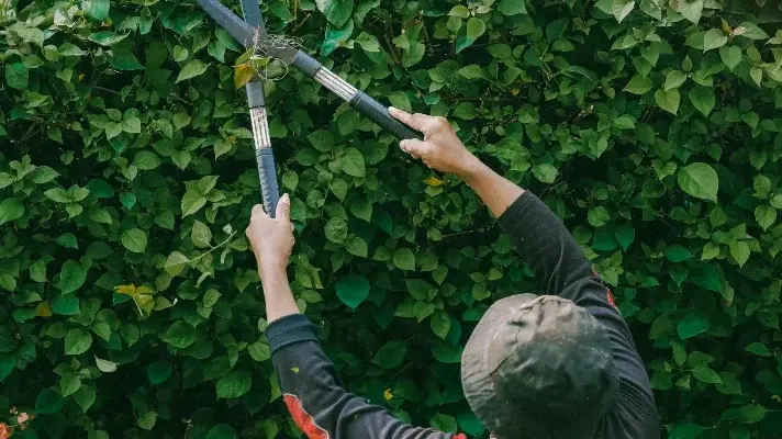 Person trimming a hedge in an Auckland garden