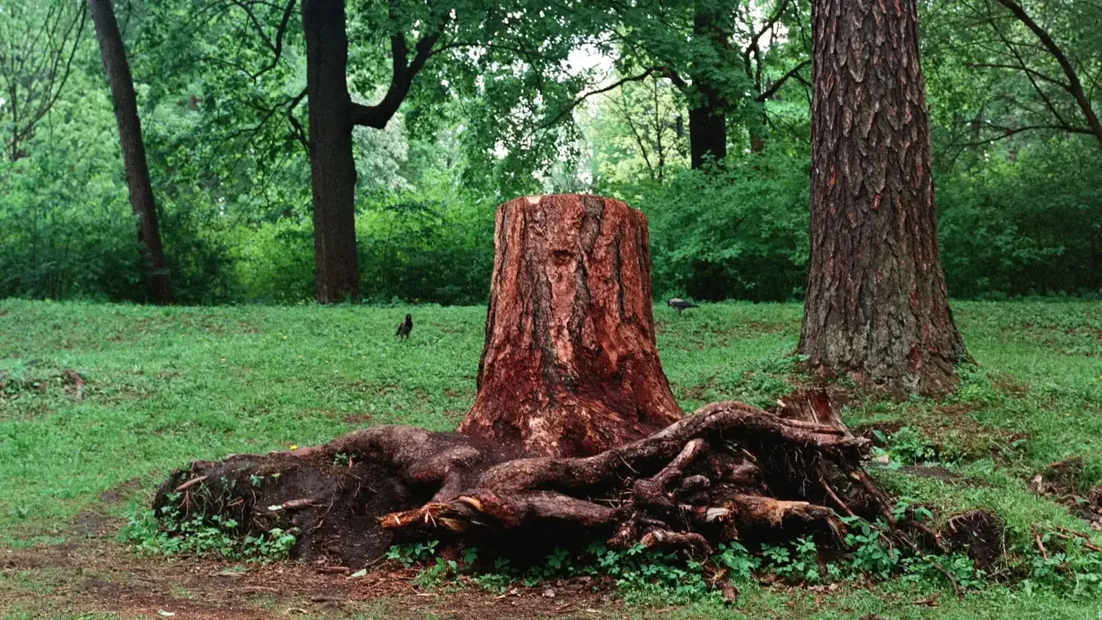 Stump that needs removal in a field