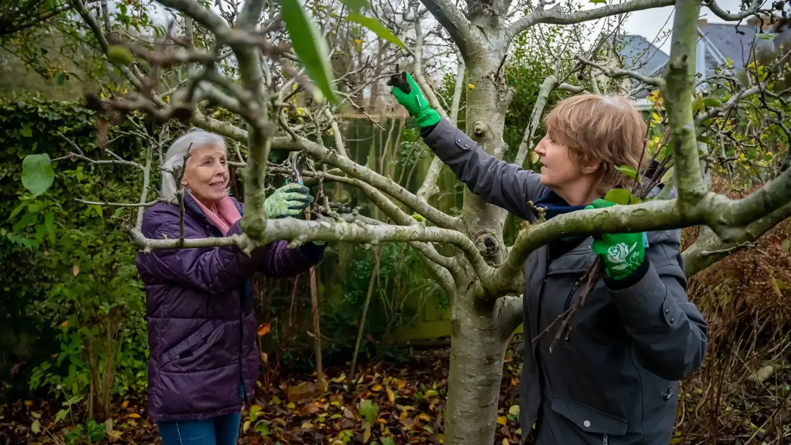 Two women pruning a tree in their backyard