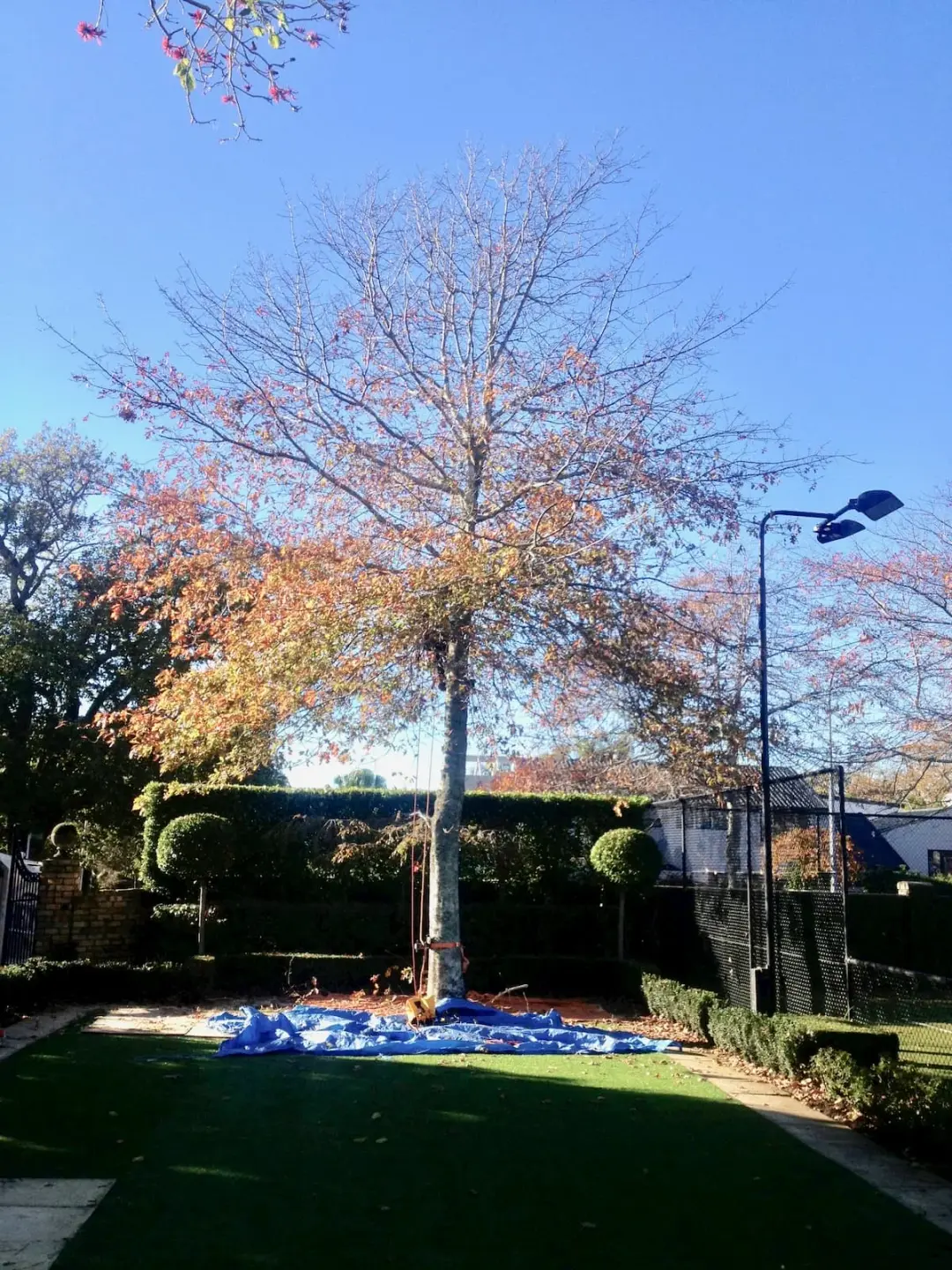 Auckland garden before tree removal