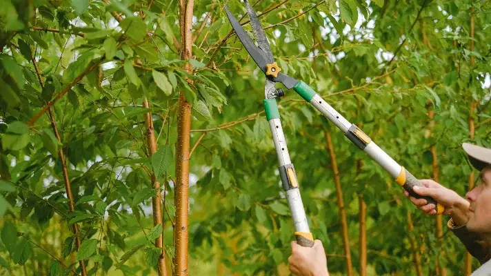 Tree trimming vs tree pruning - gardener trims tree branches with pruning shears in a lush orchard setting