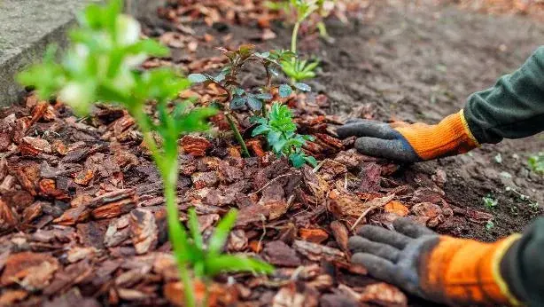 Gardener mulching spring garden with pine wood chips mulch – organic mulch