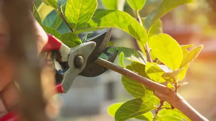 Gardener or arborist hands on close up - pruning trees with pruning shears – best time to prune trees