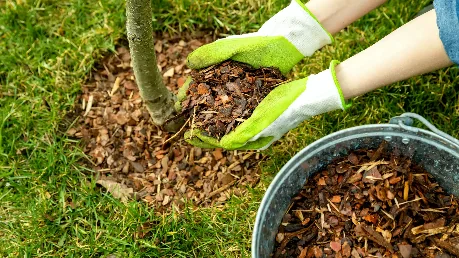 Gardener spreading bark mulch