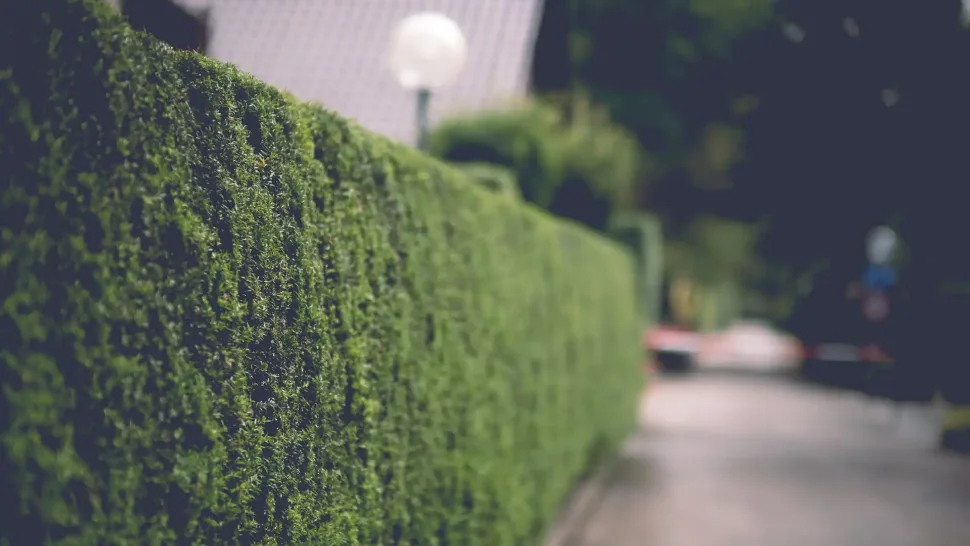 Trimmed hedge beside a garden path