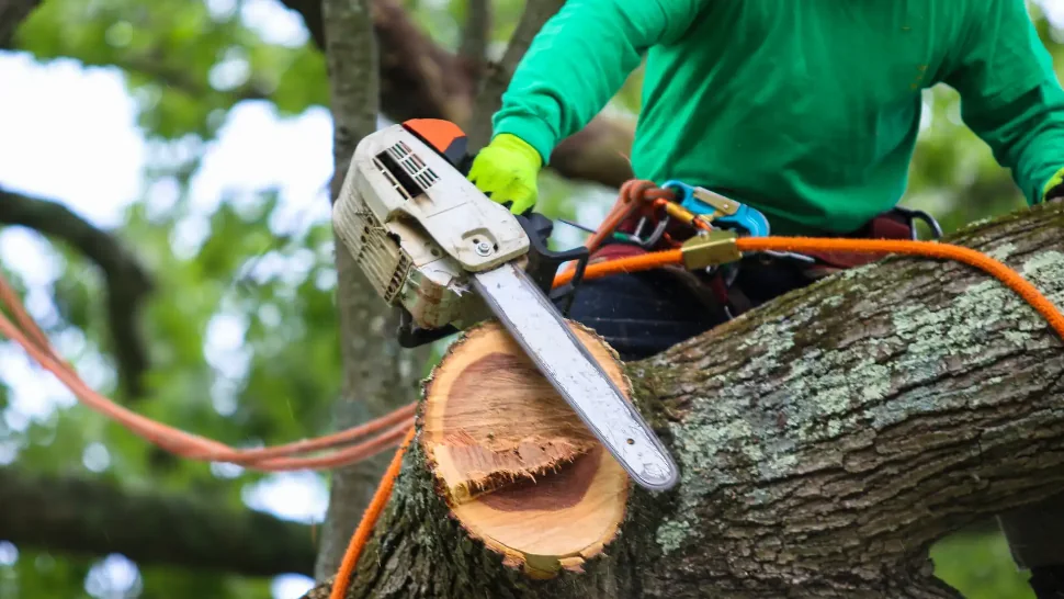 Arborist cutting a log with a chainsaw