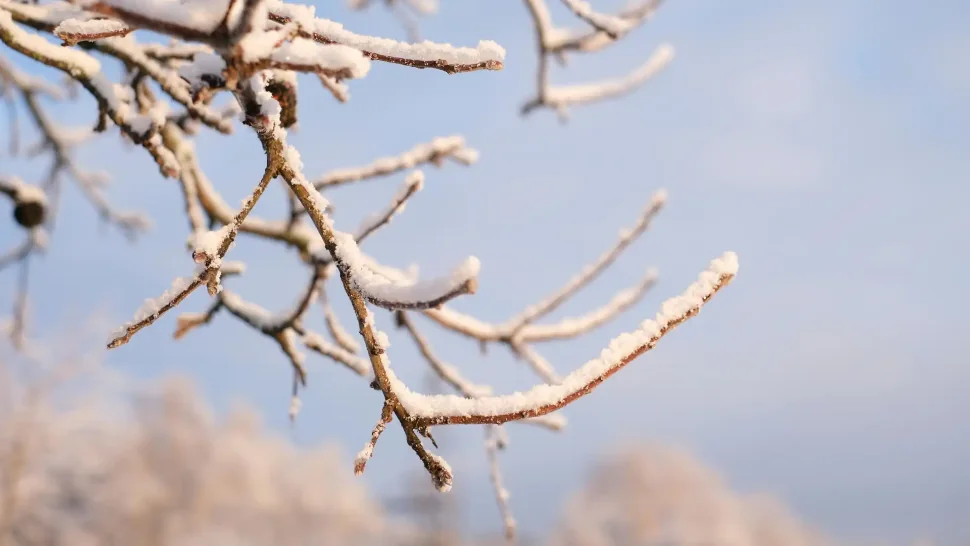 Bare tree branches in winter
